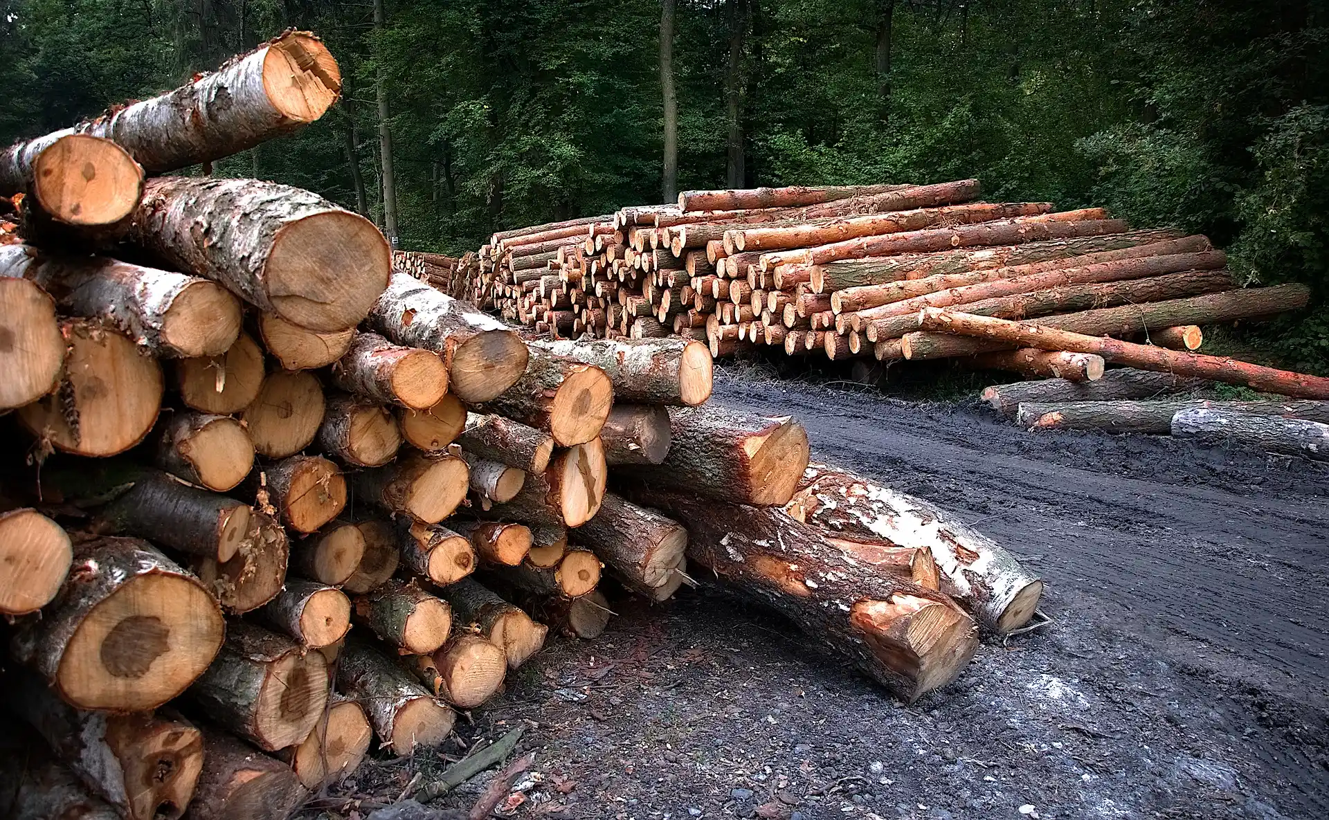 Felled tree trunks in the forest in wet weather
